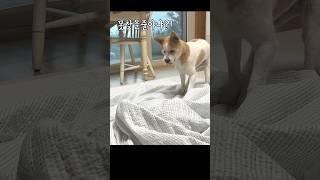 이불하나로도 잘논다 #개와고양이