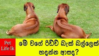 Ridgeback one year old puppy play time | රිඩ්ජ්බැක් සිංහයන්ගේ මාරයා |ridgeback dog sinhala