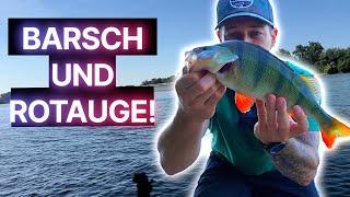 RHEIN IM HOCHSOMMER ️TIPPS FÜR DICKE FISCHE!