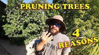 Watch This Before Pruning Your Trees!