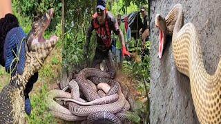 GIANT BAYAWAK AT DALAWANG COBRA SA ROSARIO BATANGAS