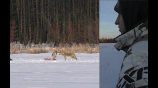 A Morning Amidst Wolves