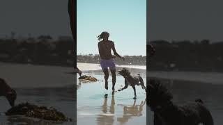 MARLEY | ️ #dogshorts #dogtube #dogsofyoutube #beachdogs #happydogs #dogvideos #cuteanimals #doggo