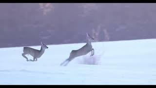 Zwei Rehe am Waldesrand entdeckt, mit der Canon EOS R5 und dem Objektiv RF 800 gefilmt.