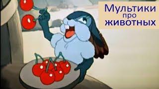 Сборник мультфильмов про животных  2