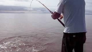 Sturgon fishing San Pablo Bay , Caught 5 in two hours  part 1