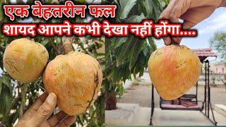 Ramfal kaisa  hota hai  | Testing Of Ramphal  Fruit