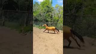 #moondancer #mustang #buckskin #horse #canter #atliberty #lunging #jumping