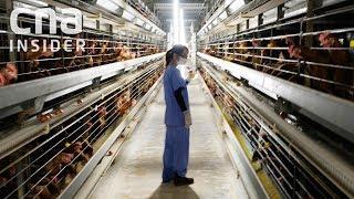 Inside Singapore's Largest Egg Farm