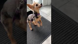 My dog’s reaction when I release a new video! #shorts 