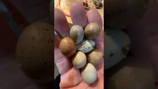 Button quail eggs in just 6 weeks!