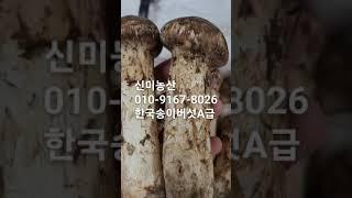 모든 한국송이버섯 가격은 산림조합가격보다는 절대로 저렴할수 없습니다          #신미농산 #에스엠농산#송이버섯 #송이버섯축제 #산림조합 #능이버섯  #한국송이버섯