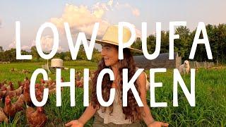 Low PUFA Chicken: The Secret to Healthier Eggs and Meat  Corn & Soy Free!