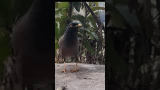 Common myna is so special. #shorts #indianbirds#justifry