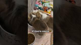 Олимпия научила брата плавать в миске  #корги #коргипемброк #щенки