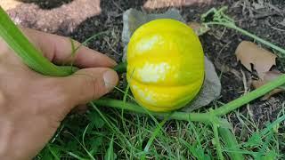 Prevent Rot on Your Pumpkins/Gourds/Melons (Cucubits)