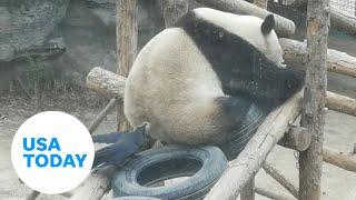 A sleepy panda is rudely awakened by a plucking crow | USA TODAY