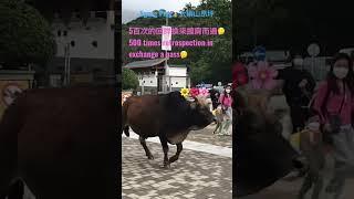 Meet the cow, its responses is！遇見牛牛，反應竟然是這樣