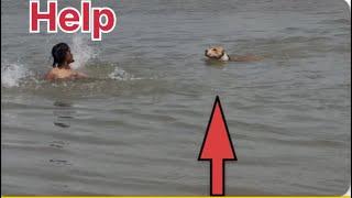 Hero Dog ‘rescues’ his owner from drowning in the river