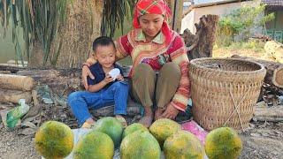 Cut Tieu Quy's hair and harvest papaya to sell. Ly Tieu Quy