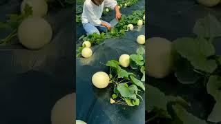 Enjoy awesome fruit with rural life #01