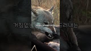 늑대가 사람의 얼굴을 무는 이유