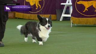 Cardigan Welsh Corgis | Breed Judging 2023