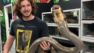 Feeding Massive KING COBRA!