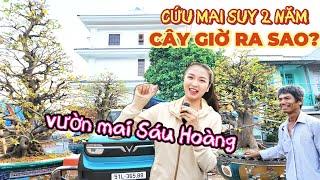 Thăm cây cứu mai suy triệu người xem vườn mai Sáu Hoàng rạng rỡ mừng nhà mới dù mai năm nay nở chậm