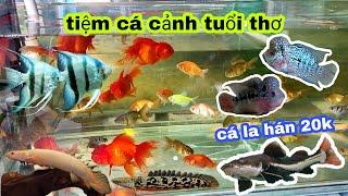 Tiệm cá cảnh tuổi thơ, pet mới về thêm em hồng vĩ và tai tượng châu phi albino, / Bảo pet