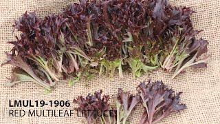 Fairbanks Seeds - Anthracnose resistant red multileaf - Kromio (LMUL19-1906)