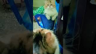 yen ah na veetla iruken  #cat #catlover #funny #shorts #animals #persian #persiancat