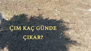 çim kaç günde çıkar