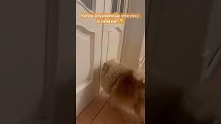 Шпиц, смешной шпиц, собекен, прогулка, смешное видео, интересное, funny spitz dog asks for a walk