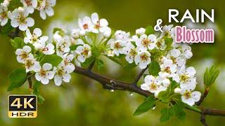 4K HDR Rain & Blossom - Gentle Rain & Bird Sounds - Spring Drizzle in Orchard - Relax/ Sleep/ Medita