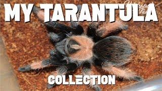 MY TARANTULA COLLECTION 2017