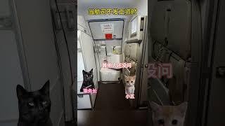 如果喵喵是空姐 、遇到欠薪 #長龍航空 #空姐 #搞笑 #飛機 #旅行 #flightattendant #fyp #分享