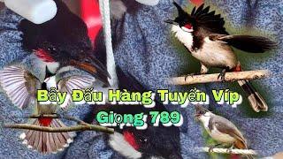 Chào Mao Gia Lai Mới Về Hàng Tuyển Gi..á R..ẻ 31-10-2024