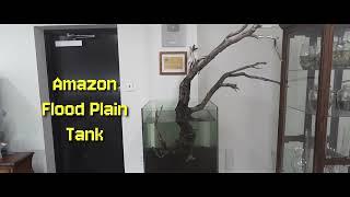 Amazon Flood Plain Tank - Stage #1