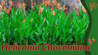 HELICONIA CHOCONIANA Information and Growing Tips! (Heliconia psittacorum)