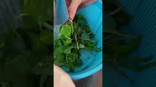 شستن سبزیجات و میوه ها - Washing vegetables