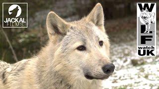 Wolf Watch UK welcomes Bosch, the new wolf.