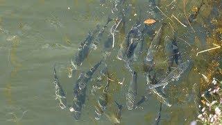 Hundreds of Big Fish in Douro River, Porto, Portugal Rio Douro