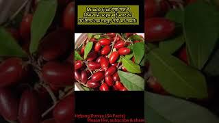 Miracle Fruit| फल |SA Facts|#short #facts #youtubeshorts