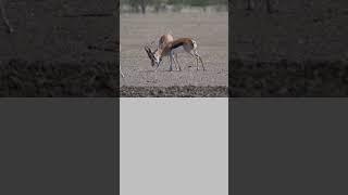 Springbok Battle Royale: Nature's Epic Showdown