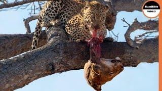 Leopard Exacts Retribution on The Lions For Killing Her Cub