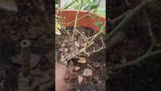 Banana peels Magix with plants.#New org Gardener #shorts #ytshorts