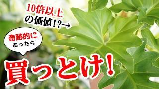 〇万円になることも！？500円位で買える”超高級観葉植物”がこちらです【セローム】