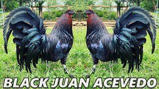 Beautiful Black Birds - JUAN ACEVEDO FARM