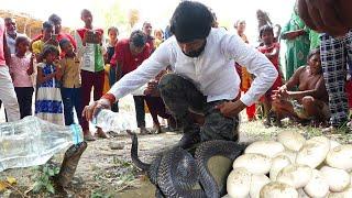 सावन के पावन महीने में ऐसा अद्भुत नजारा बहुत कम देखने को मिलता है! Venomous Cobra & 15 egg Rescue